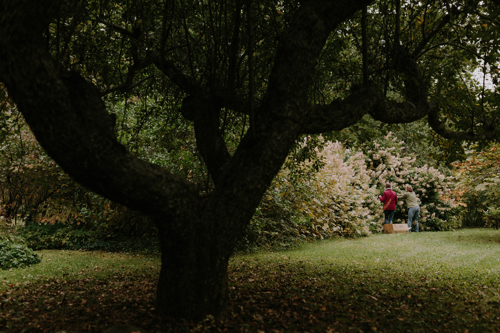 backyard-vermont-wedding