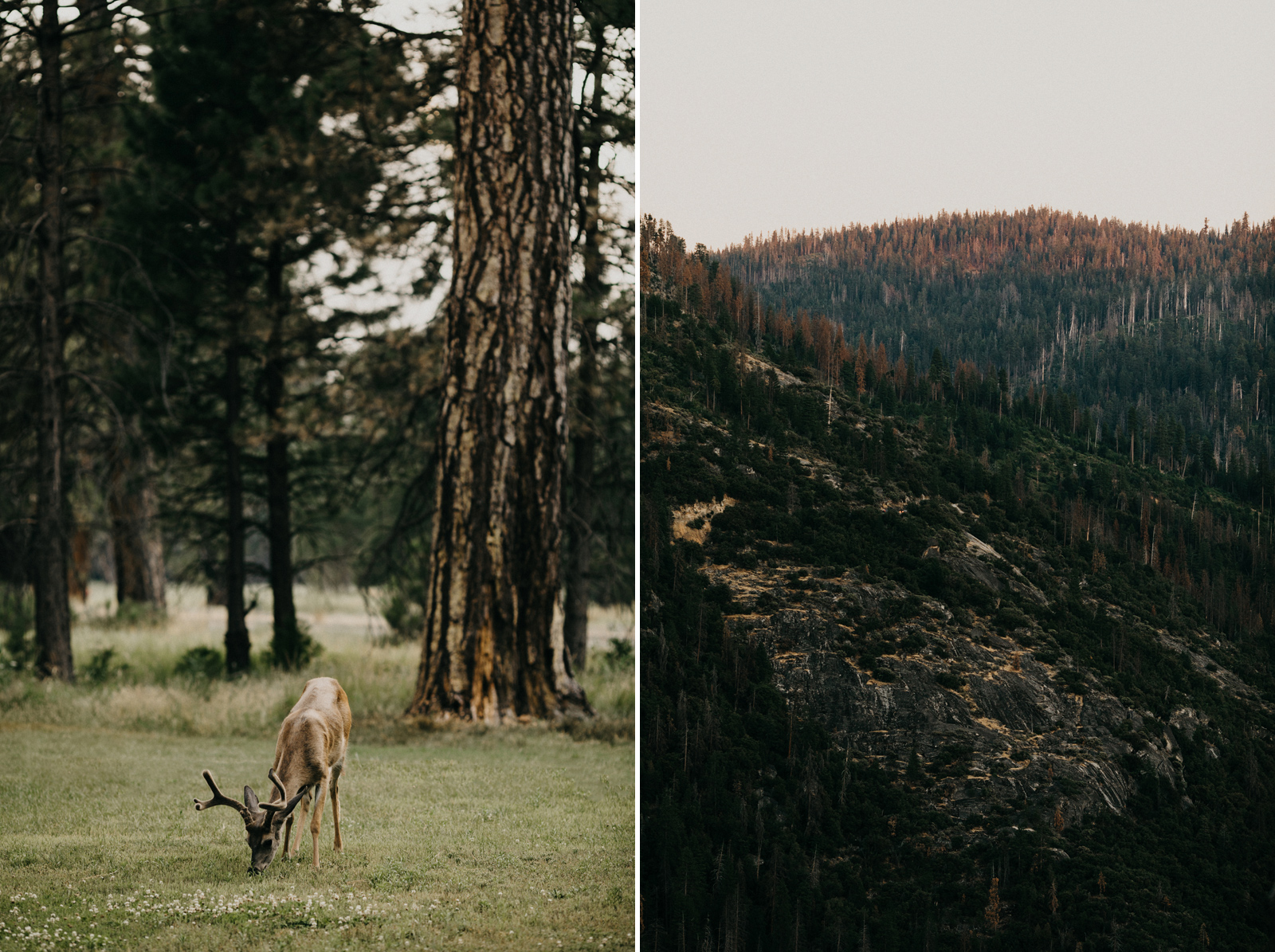 yosemite-wedding-photographer