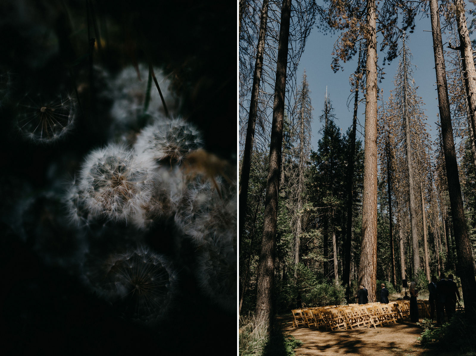 yosemite-wedding-photographer